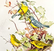 American Warblers 1957 Lithograph Bird Art Print John H Dick #2 DWDD4 - £39.46 GBP