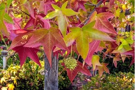 Sweet Gum tree seeds great for outdoor and Bonsai vibrant fall colors Sz 10-100 - £1.76 GBP+