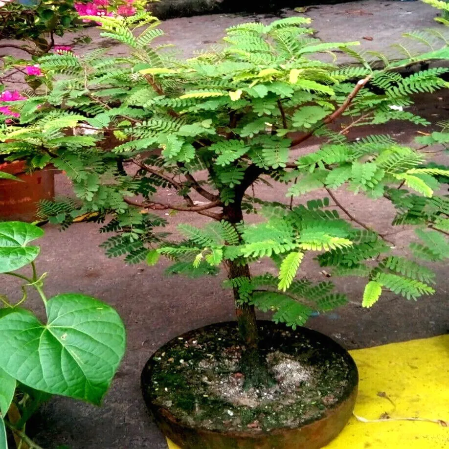 US Seller 10 Tamarind Tree (Tamarindus indica)Tropical Fruit Flower Plant Bonsai - £6.18 GBP