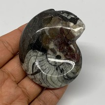 100.8g, 2.5&quot;x2&quot;x1.1&quot;, Large Goniatite Ammonite Polished Mineral @Morocco, B23649 - £12.78 GBP