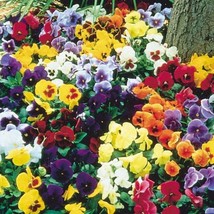 USA Seller Viola Wittrockiana Swiss Giants Pansy Mix Seed Free Shipping - £12.35 GBP