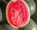 25 Florida Giant Watermelon Seeds Fast Shipping - $8.99