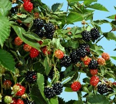 1 pcs Ouachita Thornless Blackberry Rubus Live Plant Full Gallon Pot - £65.26 GBP