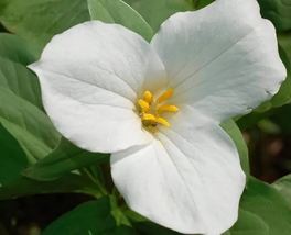 Seeds Great White Trillium Trillium grandiflorum  - £17.30 GBP