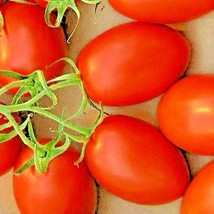 100 Roma Tomato Seeds Non-Gmo Spring Vegetable Garden Heirloom Tasty Sauces  - £7.22 GBP