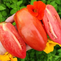 San Marzano Redorta Extra Large San Marzano Tomato Vegetable Seeds Gardening Fre - £19.55 GBP