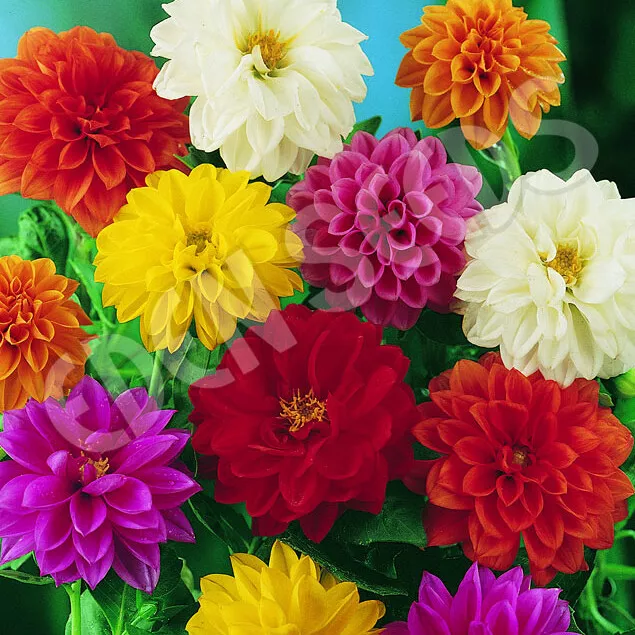 SR 20 Unwins Bedding Dahlia Seeds Non GMO 1234 Planting Seeds - $8.48