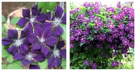 Etoile Violette Clematis Blooming Flowers Vine 1 Starter Plant - $41.90