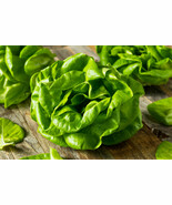 1100 Buttercrunch Lettuce Seeds - Non-GMO Heirloom Vegetable - $6.58