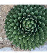 New Fresh Seeds Agave Victoriae Reginae Queen Victoria Agave 15 Seeds St... - $21.96