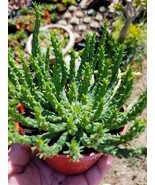 Euphorbia Flanaganii Medusa (4&quot; pot) - $17.76 CAD