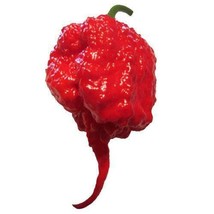 Carolina Reaper Pepper Seeds 5 Seeds 1013Gardening Beautiful USA SHIPPING - $9.98