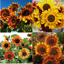 Item image 1 image 1