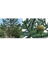 50 Seeds Araucaria Araucana Seeds For Planting Monkey Puzzle Tree Chilean Pine N - $7.35