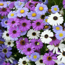 Brachycome Swan River Daisy Mixed Flowers 20 Seeds - £8.54 GBP
