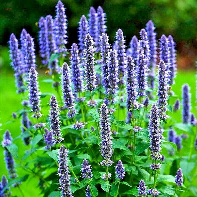 200 Korean Mint Seeds Spring Perennial Herb Mosquito Insect Repellent Hardy - $4.24