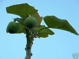 Jatropha curcas rare succulent cactus cacti collectors seed 15 seeds - £7.08 GBP