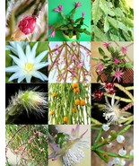 SRN Rhipsalis Mix Night Blooming Plant Exotic Cactus Flower Succulents 2... - $20.04