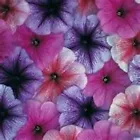 50 Seed Petunia- Veigned Mix - £6.67 GBP