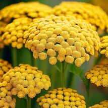 Fresh 500 Gold Yarrow Seeds  - $5.79