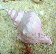 3D Seashell - Silicone Soap/Candle/Plaster/Clay mold - $37.46