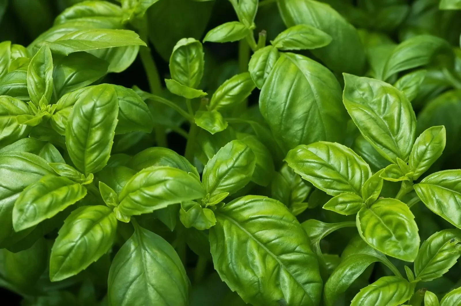 Sweet Basil Seeds, NON-GMO, ORGANIC, HEIRLOOM - $4.49