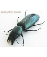 Emerald Passalid Passalus Punctiger XL Real Beetle Framed Entomology Sha... - €58,80 EUR