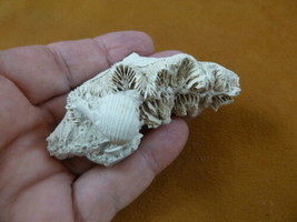 (F397-2) Fossil Extinct Golden Gate coral Placocyathus display specimen ... - £13.98 GBP