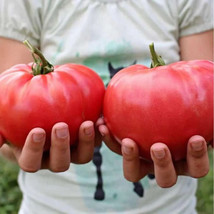 HS 50 Seeds Brandywine Otv Tomato Juicy Tomatoe Vegetable Garden Edible Food - $5.49