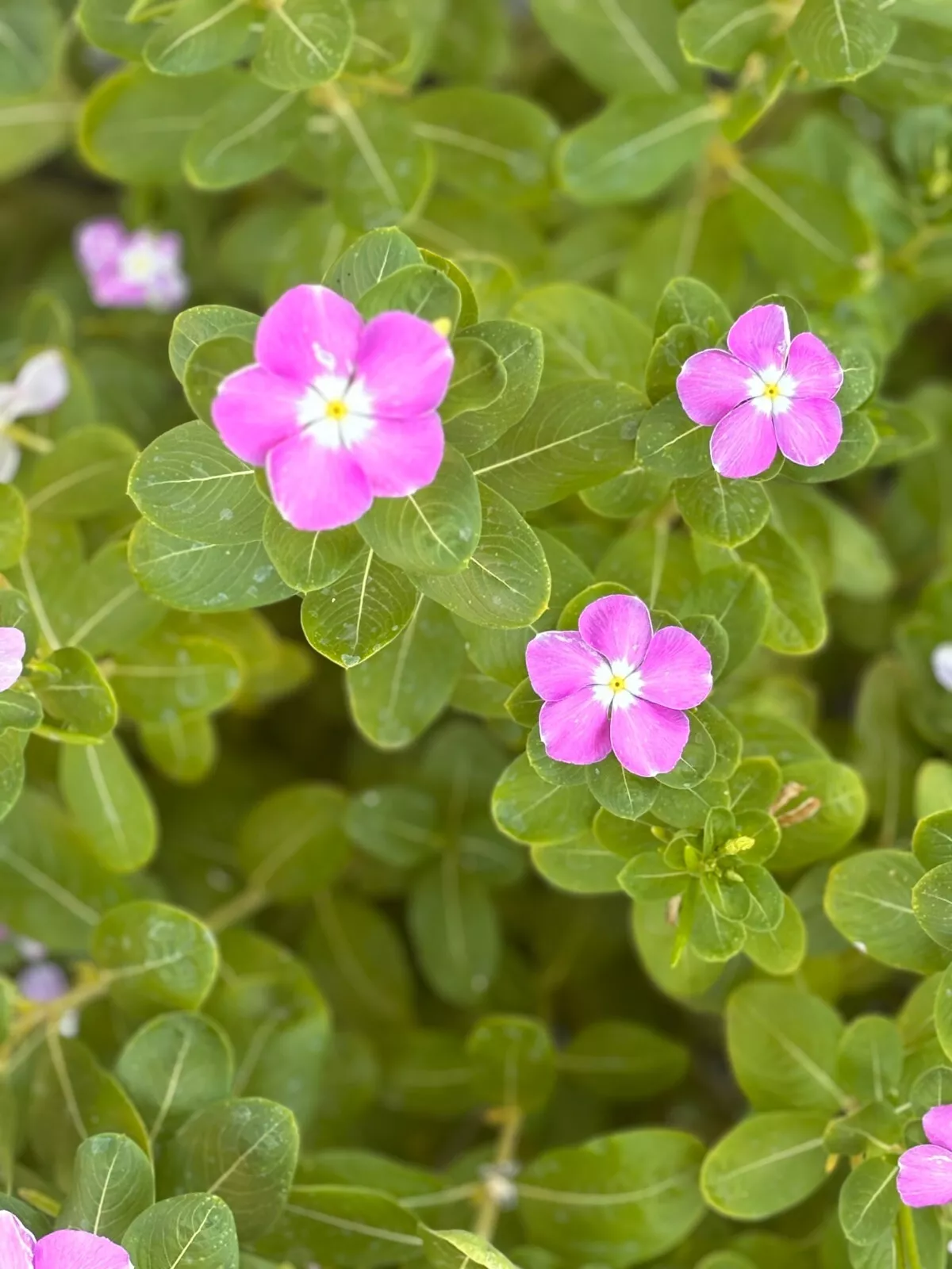 Periwinkle Pink Vinca Seeds With Eye 50 Seeds Fresh Seeds - $5.98