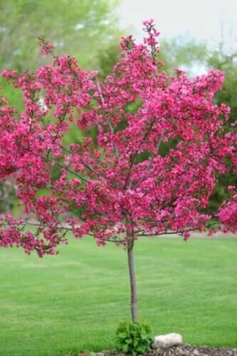 Dwarf Pink Dogwood 5 Tree Cornus Florida Fubra Flowering Hardy Fresh Seeds for P - £14.16 GBP