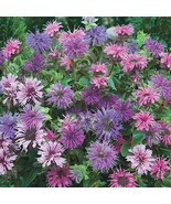 BS 100 Blue Shades Bee Balm Seeds Flowers Seeds Bloom Hummingbird 1315 F... - $179.26 MXN