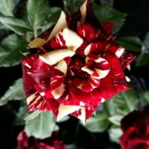 New Hierloom Rose High Germination Rate Stunning Blooms Balcony 20 PCS S... - $9.08