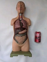 Somso Anatomical Model Small Male Torso Head Anatomy 1/2 Size 503-1 04 H... - $363.81