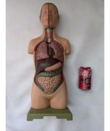 Somso Anatomical Model Small Male Torso Head Anatomy 1/2 Size 503-1 04 H... - $6,726.13 MXN