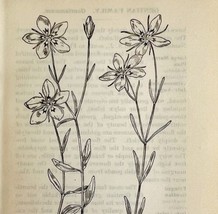 1905 Sea Pink Wild Flower Print Pen &amp; Ink Lithograph Antique 6.75 x 3.75&quot; - £13.77 GBP