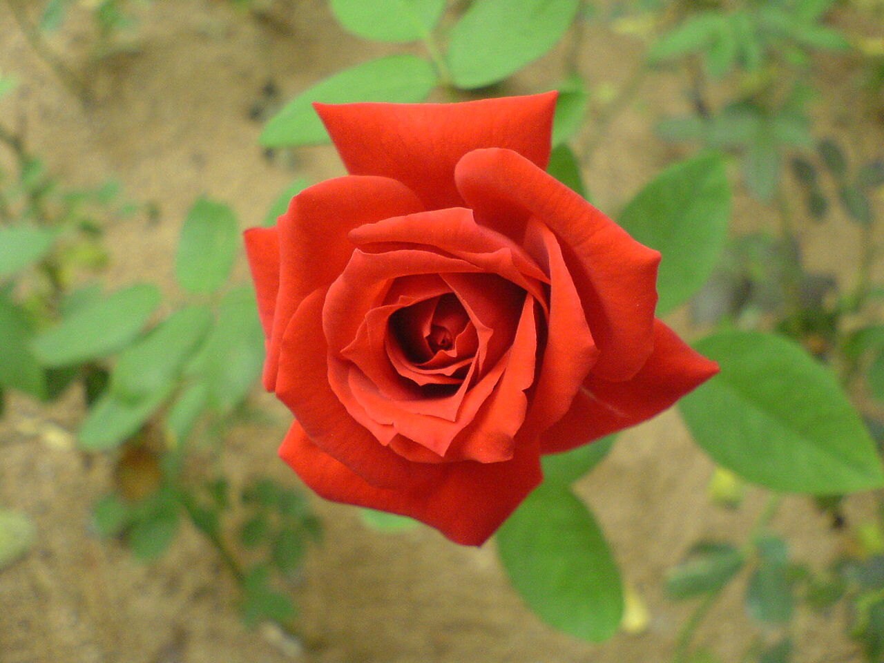 Red roses seeds -20seeds - code 006 Item image 2