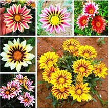 100 pcs Mixed 6 Colors of Gorgeous Gazania Rigens Seeds FRESH SEEDS - £6.98 GBP