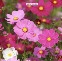 LWSTORE Cosmos Sonata Seeds Seeds 100 Cosmos Bipinnatus Sonata Dwarf Pink Organi - £6.94 GBP