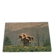 Postcard Wild Horses Running of the Pryor Mountains Chrome Unposted - £5.44 GBP