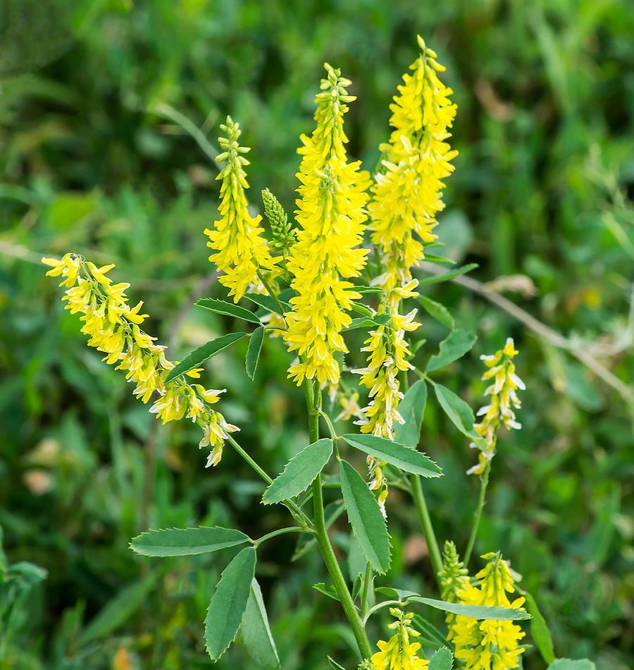 Primary image for Clover Yellow Sweet Melilotus Officinalis 200 Seeds