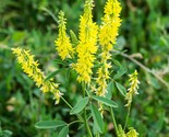 Clover Yellow Sweet Melilotus Officinalis 200 Seeds - £6.23 GBP