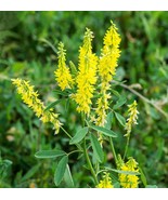 Clover Yellow Sweet Melilotus Officinalis 200 Seeds - $7.98