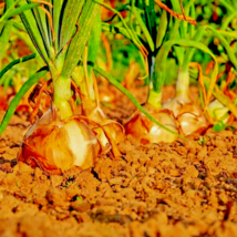 400 Yellow Sweet Spanish Onion Seeds Long Day Organic Summer Vegetable Garden - £9.54 GBP