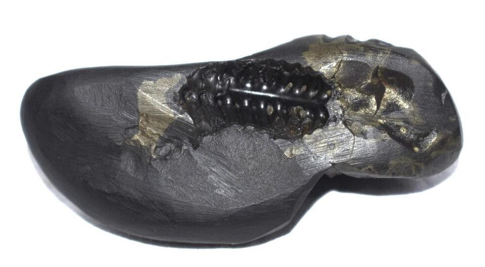 Sacred Shesha Ananta Shaligram - Gandaki River Nepal Item image 7