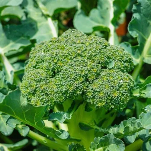 Broccoli Seeds Non Gmo Heirloom 100 Seeds Fresh Garden - £7.87 GBP