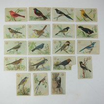 19 Victorian Trade Cards Arm &amp; Hammer Useful Birds Third Tanager Bunting Warbler - £75.65 GBP