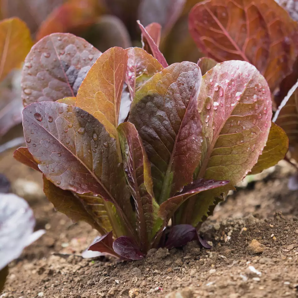 Semilir 1000 Red Romaine Lettuce Seeds Vegetable Suppliers - £7.39 GBP