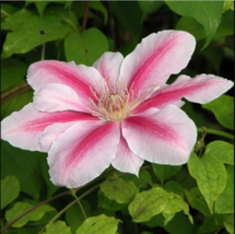 25 Bee&#39;s Jubilee Pink Clematis Seeds Climbing Perennial Plumeria Seed - £13.05 GBP