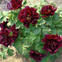 Wizths Black Peony Seeds 5 Seeds - $7.99